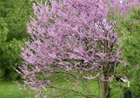 R555 Loskop Road, Middelburg, Mpumalanga, 3 Bedrooms Bedrooms, 0 ,3 BathroomsBathrooms,Farm,For Sale,Farm Mooiplaats,R555,0,11001