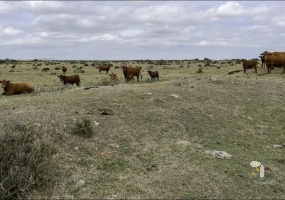 Mossel Bay, 179 hectare farm for sale, cattle farm, cultivable land, year-round spring, consistent water access, private airstrip, rotational grazing, agricultural investment, ocean views.