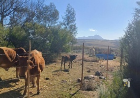 Mossel Bay farm for sale, 82 hectare, livestock farming, cattle, sheep, natural veld, grazing land, brand-new barn, agricultural investment, Garden Route.