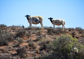 Vredendal farm for sale, Koekenaap property, livestock farm Western Cape, sheep farm for sale, Hardeveld farm property, farm with water supply, farm with solar pump, Jakkalsdraad fencing farm, rural property Vredendal, farm near Strandfontein Beach