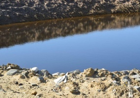 Stilbaai farm for sale, lifestyle farm Stilbaai, cultivated farm land Western Cape, borehole farm Stilbaai, agricultural property Stilbaai, soil dam farm Western Cape, 117 ha farm Stilbaai, farm near Riversdal, fencing good condition, investment farm Western Cape