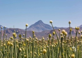 Oudtshoorn commercial property, truck stop for sale, farm with guesthouses Oudtshoorn, Feather Palace farmhouse, farm shop and butchery, irrigation farm Oudtshoorn, 116ha farm for sale, De Rust property