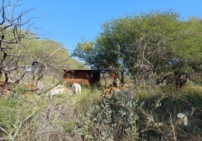 Northam bushveld land, undeveloped land Limpopo, bushveld property for sale, investment land Northam, blank canvas property, farmland for sale Limpopo