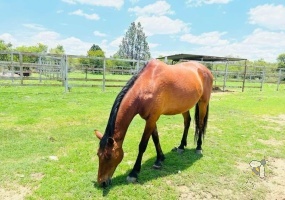 cattle farm for sale Swartruggens, farms for sale North West, agricultural land Swartruggens, game farm North West, farm with house for sale SA